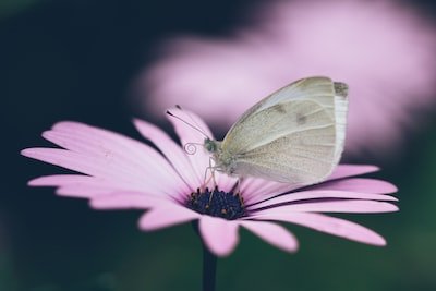 Nos conseils pour chasser les papillons de nuit de votre habitation
