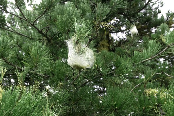 Comment lutter contre les chenilles processionnaires en Yvelines ?